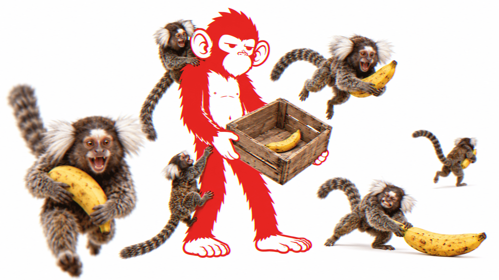 Une nuée de ouistitis emporte les bananes de la caisse que le singe tient à bout de bras